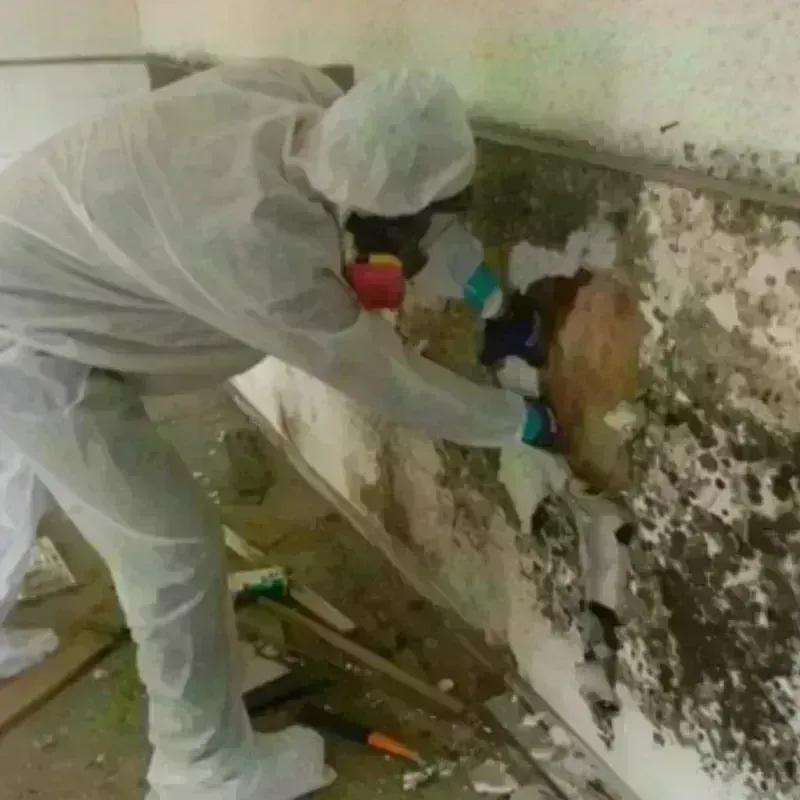 Mold Remediation and Removal in Baltic, SD